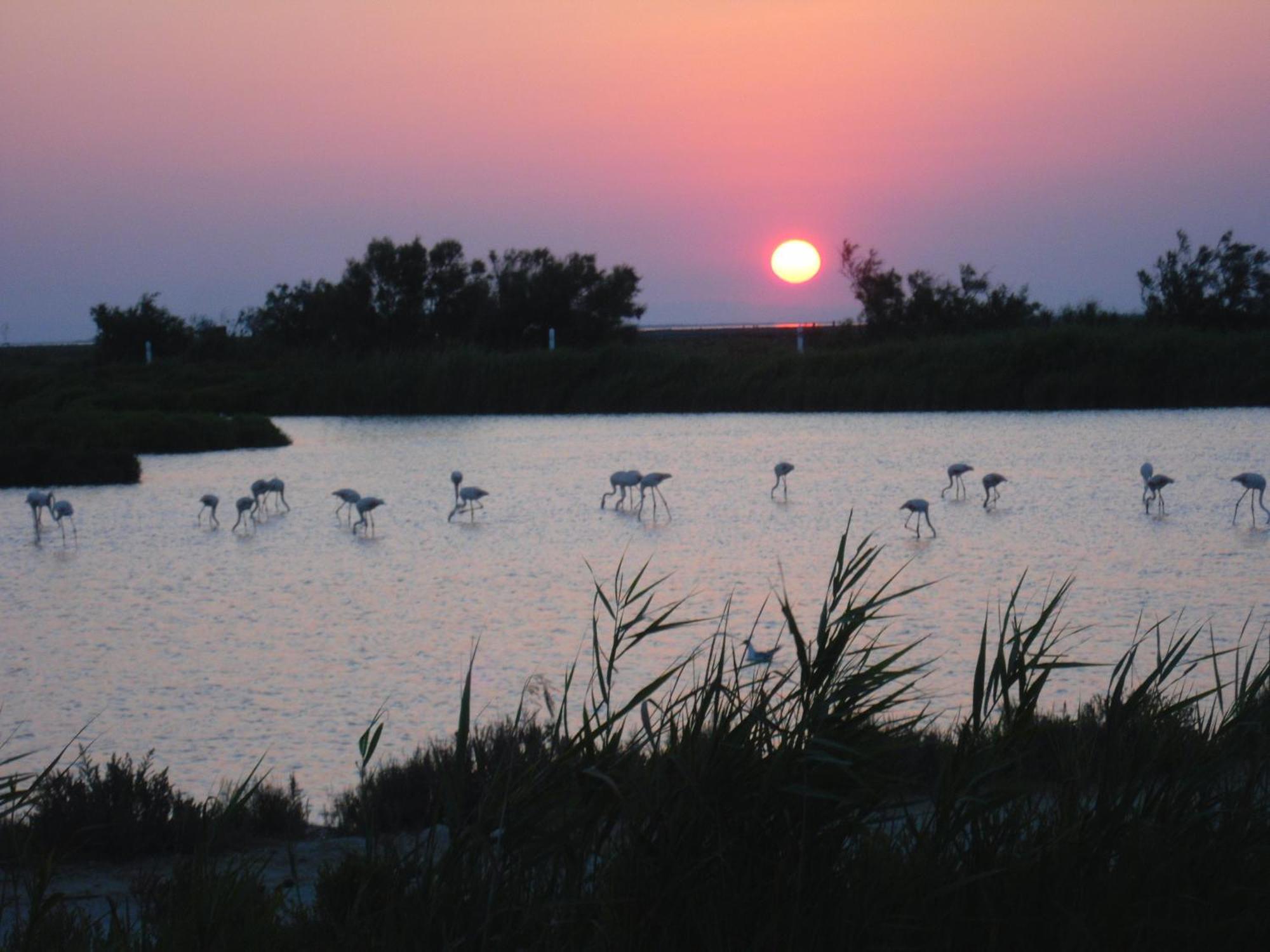 Chambre Les Flamants, Avec Vue Imprenable Sur Les Etangs, Les Oiseaux, La Nature, Petit Dejeuner Compris Сен Мари де ла Мер Екстериор снимка