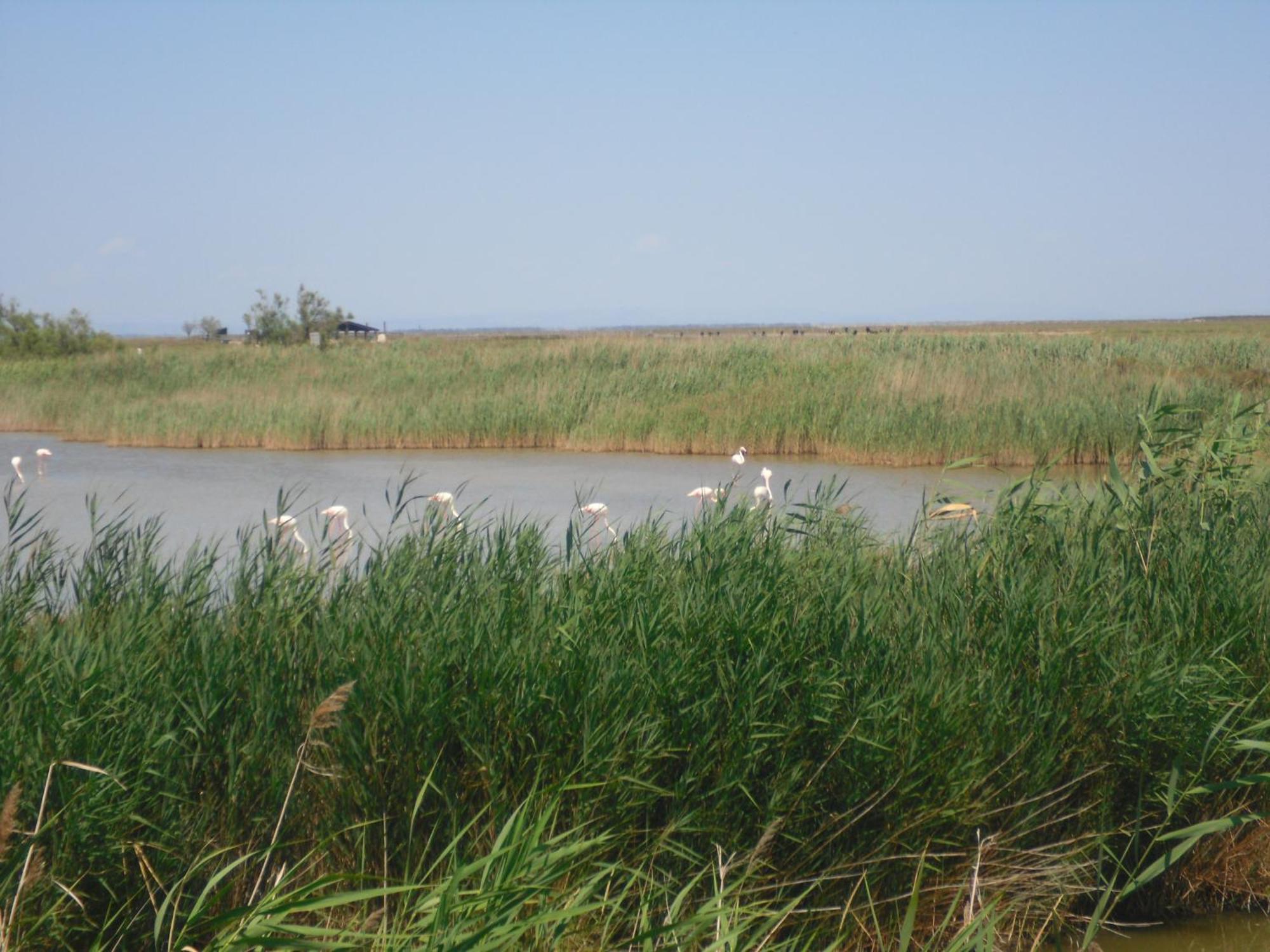 Chambre Les Flamants, Avec Vue Imprenable Sur Les Etangs, Les Oiseaux, La Nature, Petit Dejeuner Compris Сен Мари де ла Мер Екстериор снимка